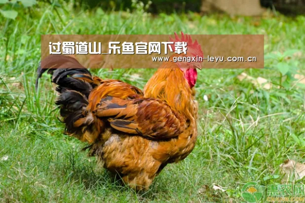 乐鱼官方网站下载